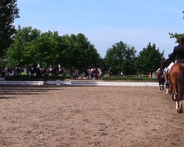 Reitturnier Hamm-Rhynern 2019
