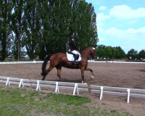 Reitturnier Hamm-Rhynern 2019