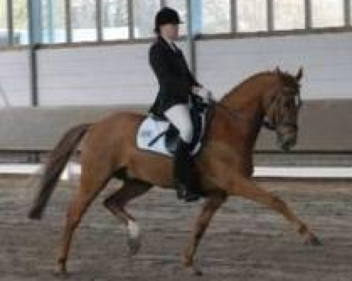 dressage horse Don't Thatch W (German Riding Pony, 2000, from FS Don't Worry)