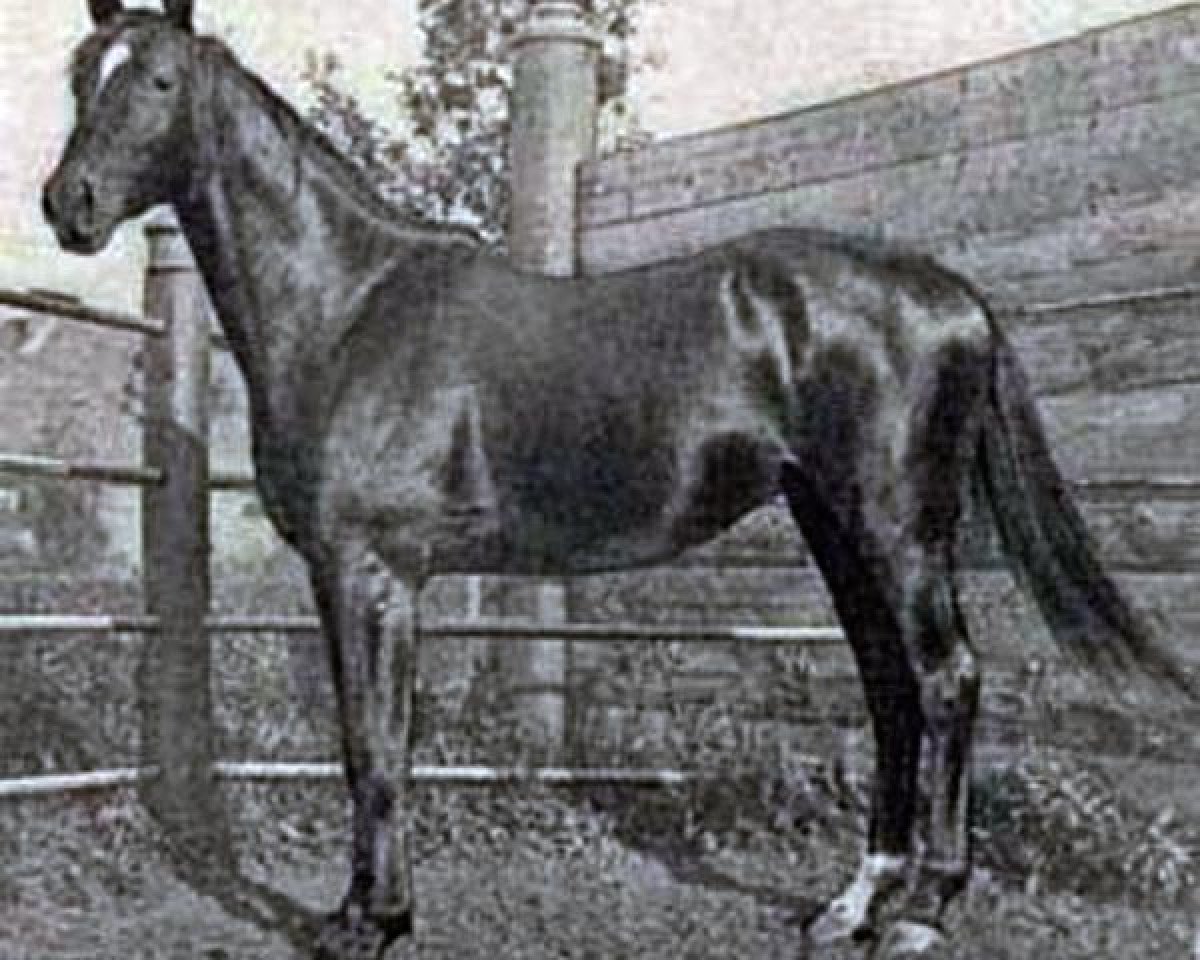 Deckhengst Rhamses xx (Englisches Vollblut, 1904, von Krakatoa xx)