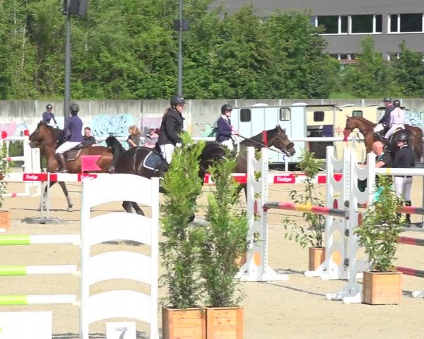 Reitturnier Münsingen 2019