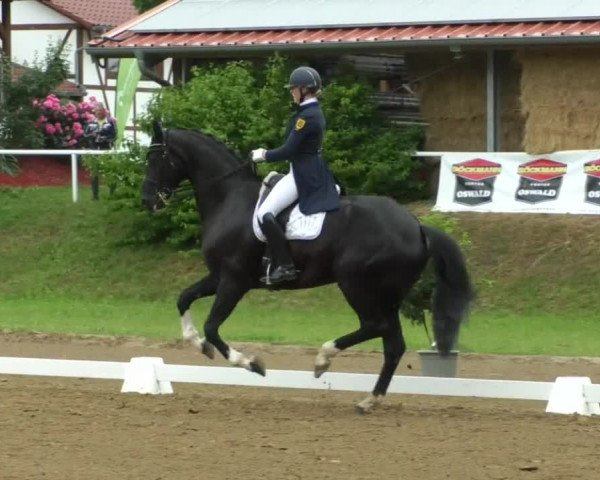 Reitturnier Nußloch 2019