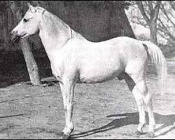 stallion Seanderich 1902 ox (Arabian purebred, 1902, from Siglavy Bagdady 1895 DB)
