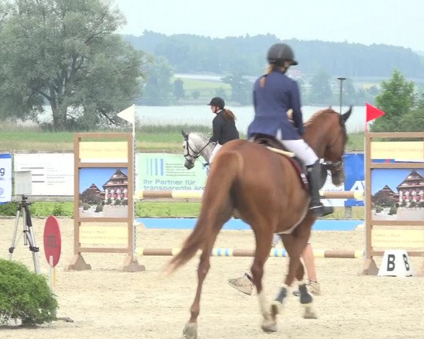 Reitturnier Hitzkirch 2019