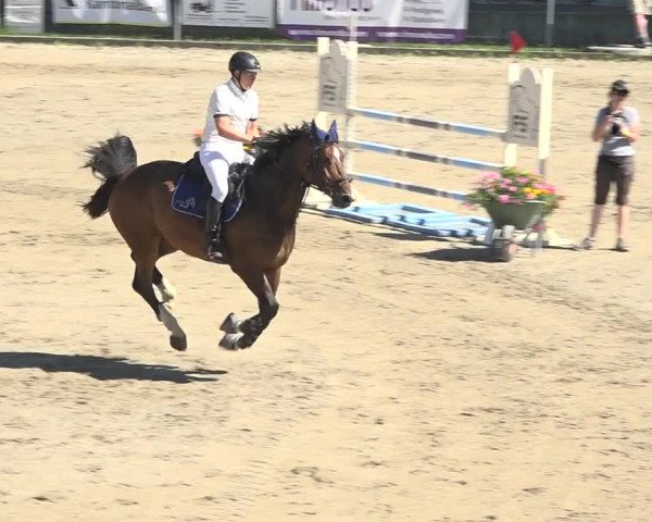Reitturnier Schaffhausen 2019