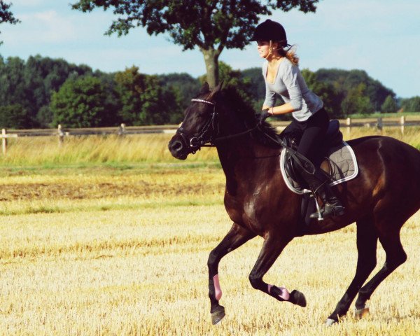 broodmare Chiara 286 (Westphalian, 2005, from Christoph Columbus)