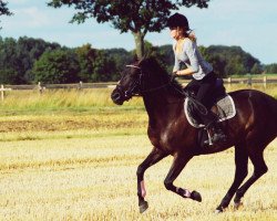 broodmare Chiara 286 (Westphalian, 2005, from Christoph Columbus)