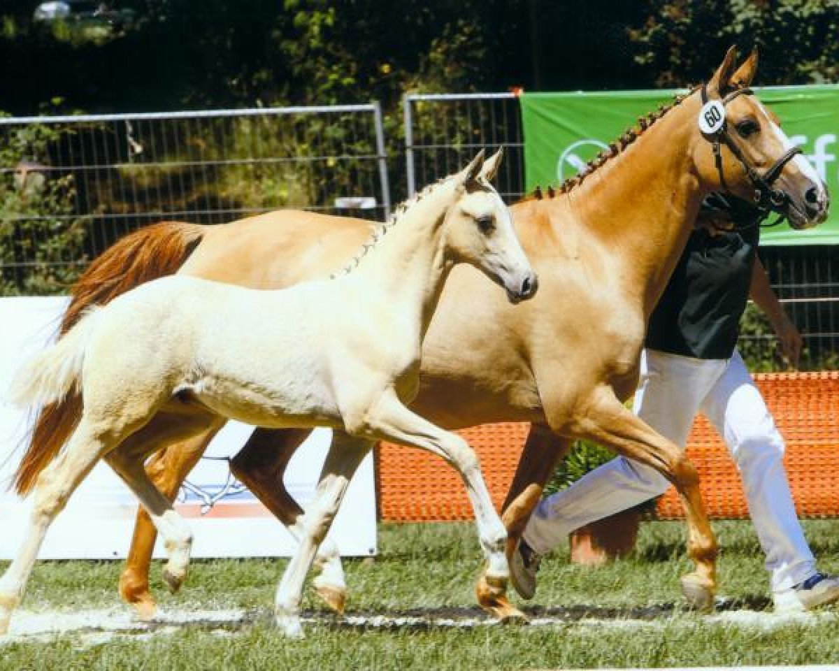 broodmare Mac Donata (German Riding Pony, 1996, from Dornik B)