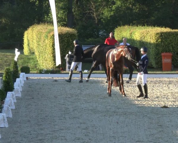 Reitturnier Münster-Handorf 2019