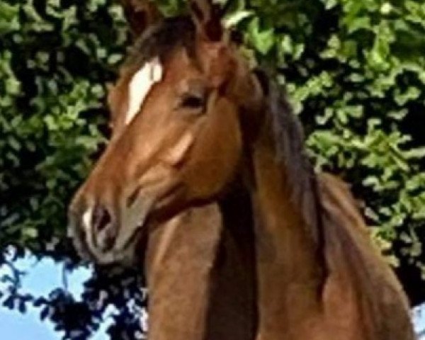horse Goldmarie (German Sport Horse, 2020, from Limbothello B)