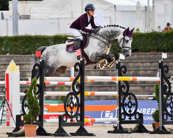 stallion Bakar DKG (Holsteiner, 2010, from Bazar ShA)