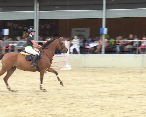 Reitturnier Schwyz 2019