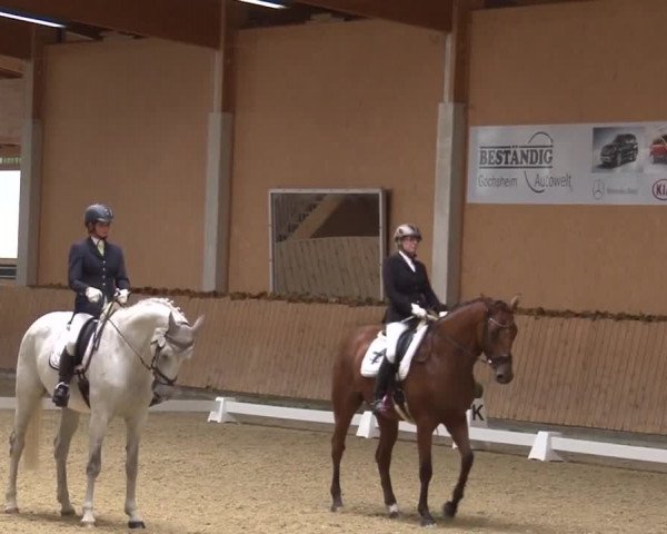 Reitturnier Grafenrheinfeld 2019