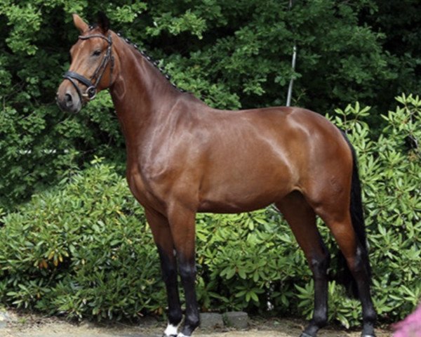 dressage horse Balestera 4 (Westphalian, 2012, from Balesteros)