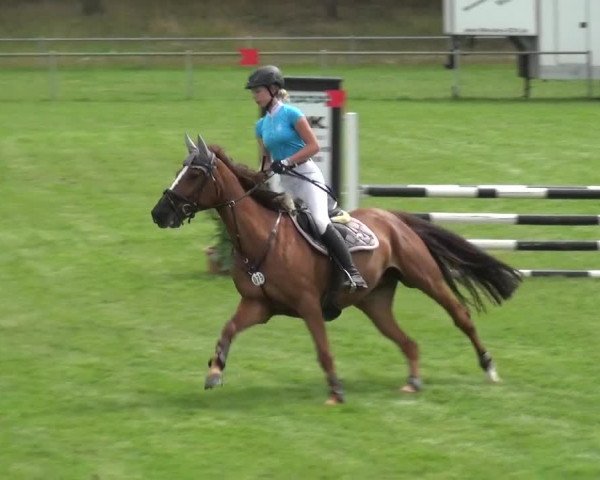 Reitturnier Gardelegen 2019