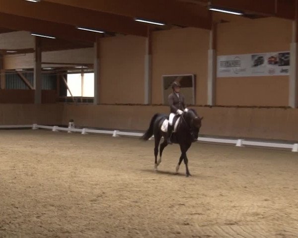 Reitturnier Grafenrheinfeld 2019