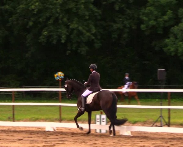 Reitturnier Wulkow 2019