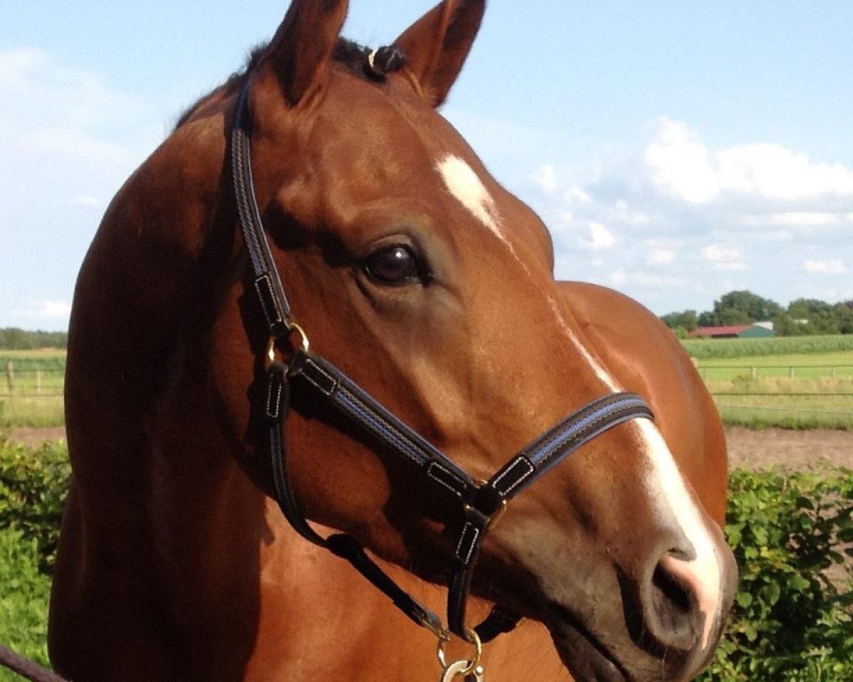 dressage horse Champion First Class P (German Riding Pony, 2009, from FS Champion de Luxe)