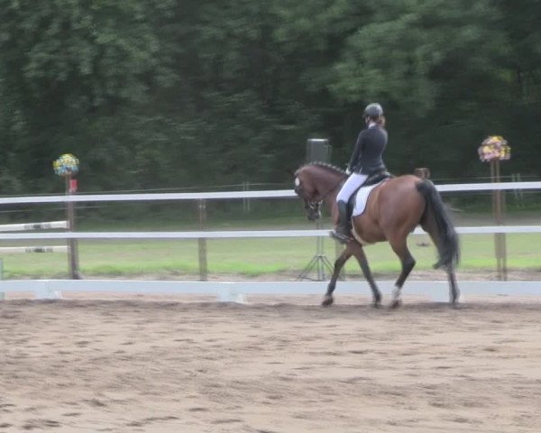 Reitturnier Wulkow 2019