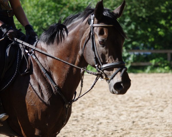 jumper Heaven's light (Hanoverian, 2005, from Heraldik xx)