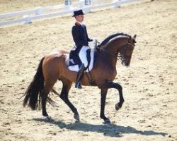 stallion Blue Hors Romanov (Oldenburg, 2000, from Rohdiamant)