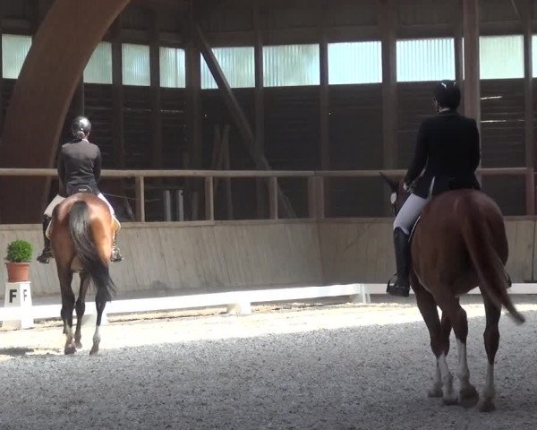 Reitturnier Heidelberg-Kirchheim 2019