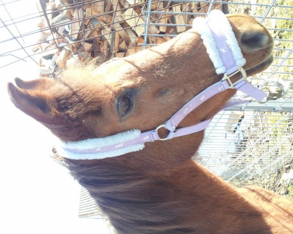 horse Ginger (unknown,  , from Nil I ox)