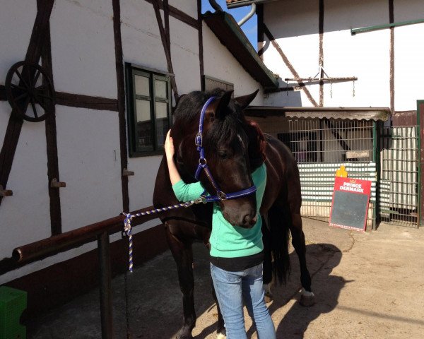 horse Kaprys (Schlesier, 2008, from Amigo)