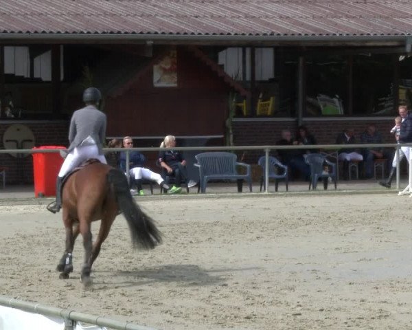 Reitturnier Appelhülsen 2019