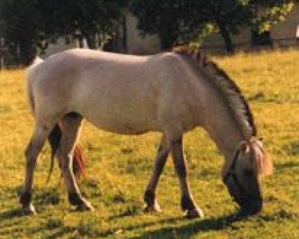 broodmare Lorette (Fjord Horse, 1987, from Heino F 78)