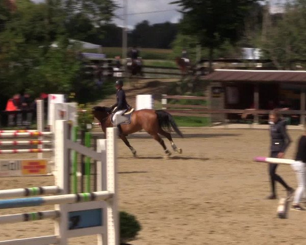Reitturnier Buchenhof-Ibbenbüren 2019