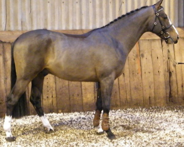 stallion Fabrice van Overis (Zangersheide riding horse, 2008, from For Pleasure)