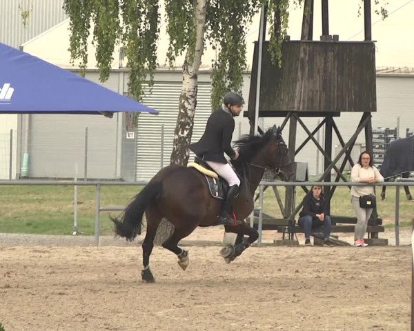 Reitturnier Pforzheim 2019