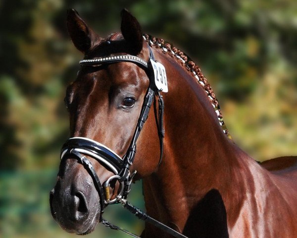Pferd Qashqai (Rheinländer, 2010, von Quaterback)