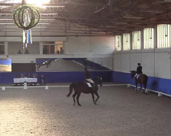 Reitturnier Pforzheim 2019