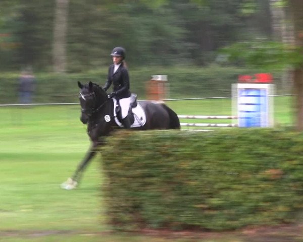 Reitturnier Wedel-Catharinenhof 2019