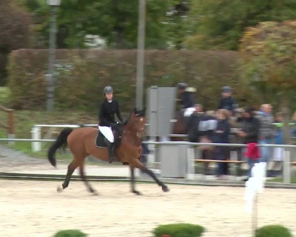 Reitturnier Frankenhof-Sonnefeld/Ofr. 2019