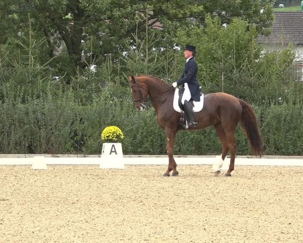 Reitturnier Deitingen 2019