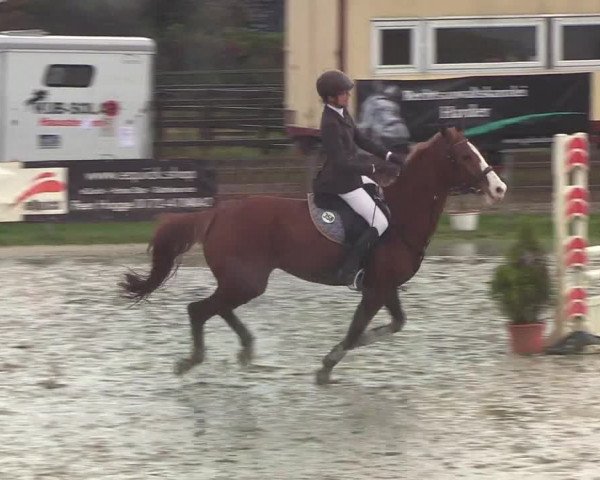 Reitturnier Schülp / Rendsburg 2019