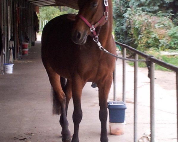 dressage horse Lando 151 (Oldenburg, 1997, from Landor S)