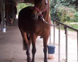 dressage horse Lando 151 (Oldenburg, 1997, from Landor S)