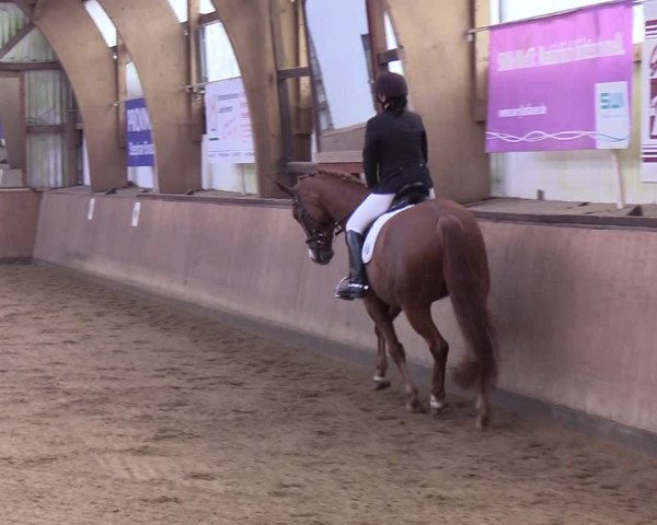 Reitturnier Kellinghusen 2019