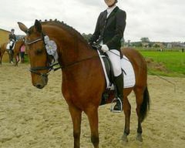 Pferd Avelino B (Mecklenburger, 1992, von Admiral)