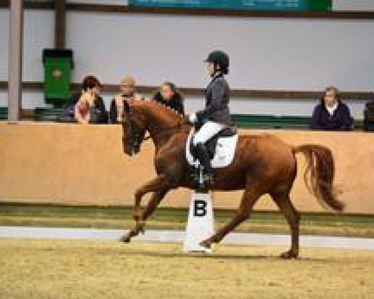 Cavallo da Dressage Dein Jolly Jocker (Pony da Sella Tedesco, 2006, di Dance of Joy W)