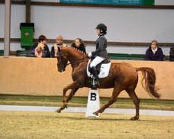 Dressurpferd Dein Jolly Jocker (Deutsches Reitpony, 2006, von Dance of Joy W)