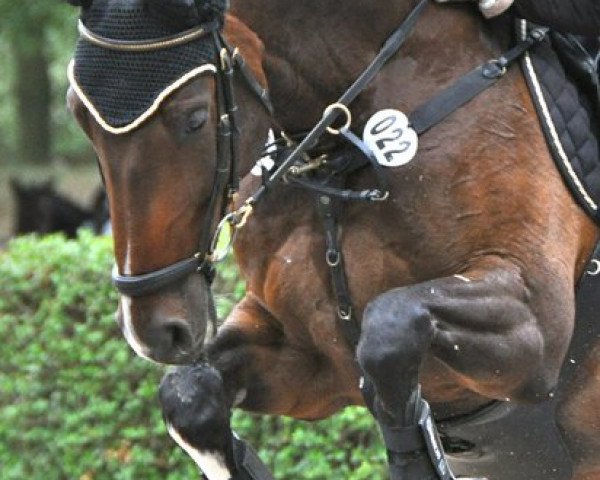 jumper Antonio 107 (Hanoverian, 2002, from Adlantus As FRH)