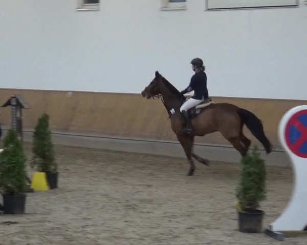 Reitturnier Freudenberg 2019