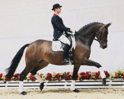 broodmare Sansvieria (Oldenburg, 2003, from Sandro Hit)