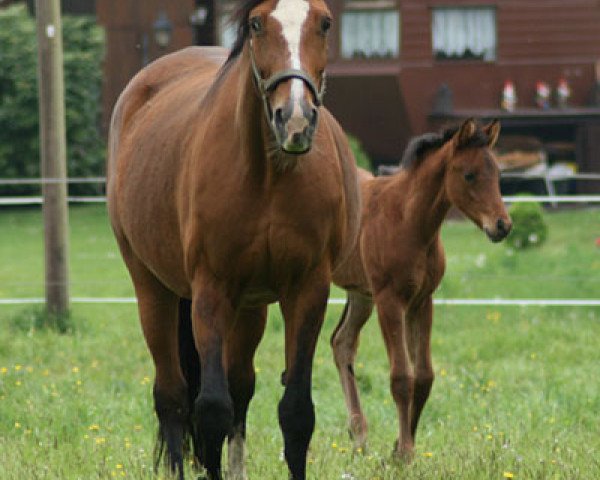 broodmare Fesche Deern (Westphalian, 1994, from Ferragamo)