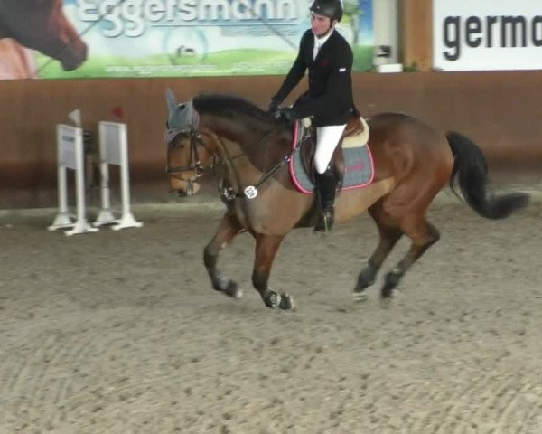 Reitturnier Dettingen 2020